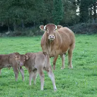 vache limousine avec veaux dans une prairie