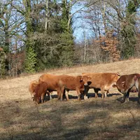vaches limousines au pré en hiver