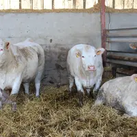 vaches charolaises à l'engraissement