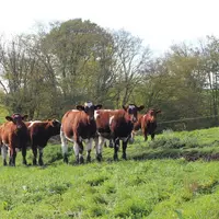génisses rouges des prés