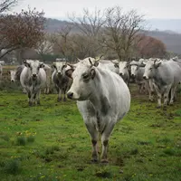 SCEA Chaudesaigues dans l’Aude / élevage de gasconnes des Pyrénées