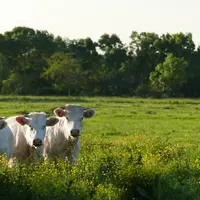 La production de bovins allaitants a une image environnementale plutôt positive – au-delà des controverses sur la consommation de viande –, puisqu’ell