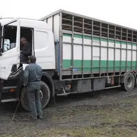 transport bovins camion