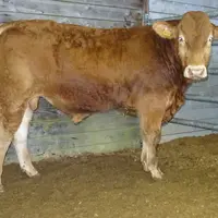 vente aux enchères de jeune taureau de race limousine