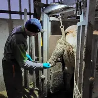 parage fonctionnel des pieds bovins