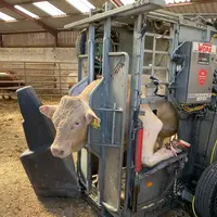 Avant l'arrivée du pédicure bovin, l'éleveur doit prévoir un espace suffisant, facile d'accès et à l'abri pour apposer la cage de parage.