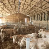 station évaluation reproducteurs charolais bâtiment