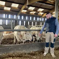 jeunes bovins charolais boiteries morbihan bretagne