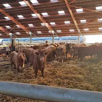 Cette première étude apporte une base de connaissances unique et inédite sur les lésions podales affectant les jeunes bovins en France.