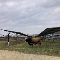 Vaches suitées et taureau de race aubrac panneaux agrivoltaïques