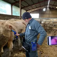 insémination artificielle par l'éleveur