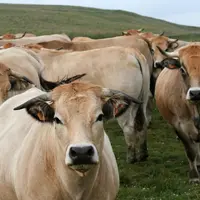 vaches de race aubrac