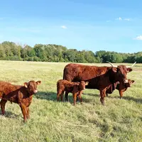 vache salers au pré