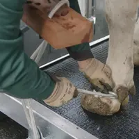 Pour lever les pattes avant, l'utilisation d'un crochet permet de placer la corde plus facilement.