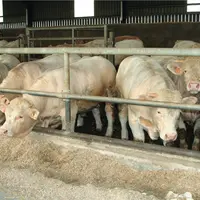 jeunes bovins charolais à l'engraissement