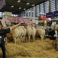 blonde d'Aquitaine salon de l'agriculture 2024