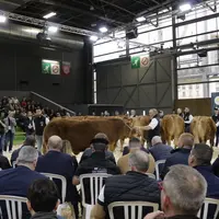 vaches limousines salon de l'agriculture