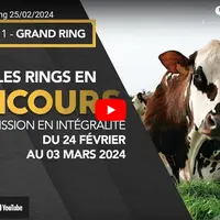 video live concours bovins salon de l'agriculture 2024