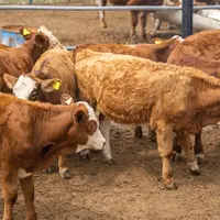 Au Mexique, la filière viande bovine poursuit sa lancée