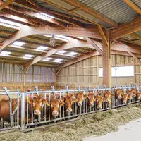 Chaque case à vaches compte 24 places, soit 96 au total. Les éleveurs ont opté pour une stalle bétonnée plein pied de 3 m pour faciliter les intervent