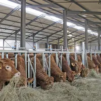 Stabulation aire paillée avec stockage fourrage élevage vaches limousines en Haute-Loire