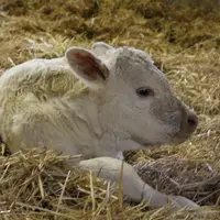 veau nouveau-né de race Charolaise, élevage situé dans la Meuse