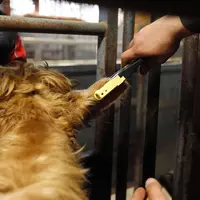 Elevage bovin allaitant. Bovins viande. Préparation dans le centre EMC2 élevage de Reims d'un lot de broutards de race Charolaise et Salers pour leurs