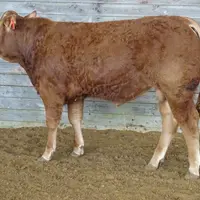 Photo du taureau de race Limousine Uranus, top price de la catégorie Reproducteurs jeunes (RJ) à la vente aux enchères de Lanaud en mars 2024
