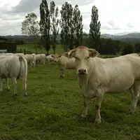 vaches de race blonde d'Aquitaine au pré