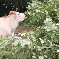 pâturage arbre bovins viande