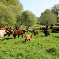 La baisse du cheptel « ne saurait constituer un objectif de politique publique », réaffirme le ministère de l'Agriculture, dans un dossier remis à la