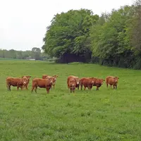 Les 25 % d'élevages bio qui obtiennent la meilleure rémunération ne dégagent pas un produit très supérieur à la moyenne. En revanche, leur coût de pro