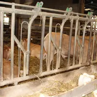 Au Gaec d'en Causse, les veaux nés à l'automne sont conduits en veaux sous la mère. Ceux nés au printemps sortent pâturer avec leurs mères et sont eng
