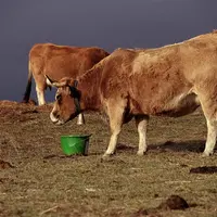 Bovins viande / alimentation / complémentation minérale / minéraux / vaches Aubrac en plein air intégral