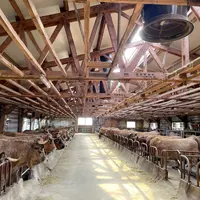 élevage de vaches de race aubrac en Lozère