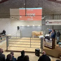 Vente aux enchères des mâles de race blonde d'Aquitaine qualifiés VVF à la station d'évaluation à Doux, dans les Deux-Sèvres