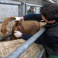 SantÃ© des Ã©levages . Soins vÃ©tÃ©rinaires sur bovin . Prise de sang sur bovins dans le cadre de la prophylaxie d'achat. PrÃ©lÃ¨vement effectuÃ© sous