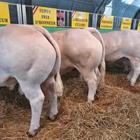 Les prix d'honneur ont été difficiles à départager au concours de Varennes-sur-Allier (Allier), tenu les 15, 16 et 17 mars en race charolaise. « Une s