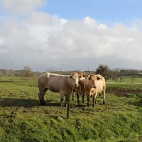 vaches blonde d'aquitaine au pré pyrénées-atlantiques