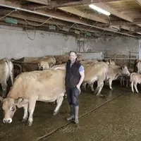 élevage bovins viande race aubrac dans le Cantal