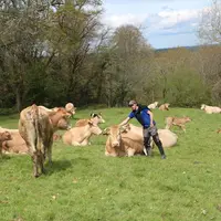 Vaches de race blonde d'Aquitaine au pâturage dans les Pyrénées-Atlantiques. Prairie temporaire.