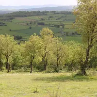 sous bois pâturage plateau calcaire Bourgogne