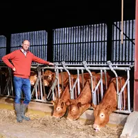 Éleveur bovin et ses génisses limousine au cornadis dans le bâtiment. Les effluents alimenteront l'unité de méthanisation.