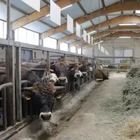 Taureaux à la station nationale d'évaluation raciale OS Aubrac à St Chély d'Aubrac dans l'Aveyron