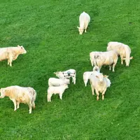 vaches charolaise au pré vue drone