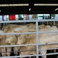 En 2023, l'activité est en repli pour toutes les catégories d'animaux, et ceci de façon à peu près équivalente sur les marchés au cadran et les marché