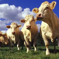 Bovins viande / génisses charolaises au pâturage / Label Rouge Charolais du Bourbonnais