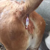 test de gestation sur le sang vache