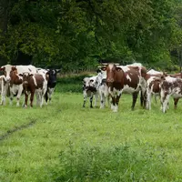 vaches suitées de race Ferrandaise Puy-de-Dôme
