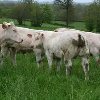 vaches charolaises prairie